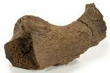 Fossil Hadrosaur Vertebra Process Section - Wyoming #316893-1